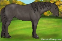 Horse Color:Smoky Blue Roan 