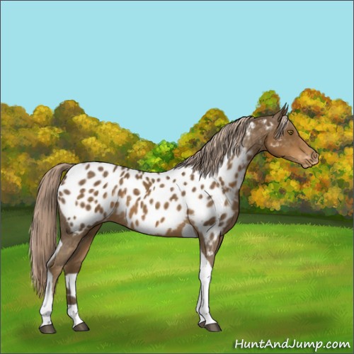 Horse Color:Platinum Chocolate Palomino Tobiano Near Leopard 