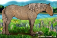 Horse Color:Chocolate Palomino Roan