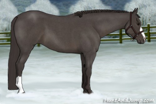 Horse Color:Smoky Blue Roan 