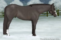 Horse Color:Smoky Blue Roan 