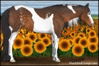 Horse Color:White Spotted Buckskin Tobiano 