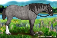 Horse Color:Smoky Blue Roan 