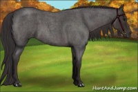 Horse Color:Smoky Blue Roan 