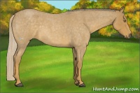 Horse Color:Palomino Roan 