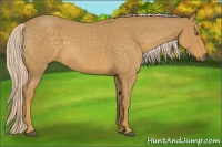 Horse Color:Palomino Roan 