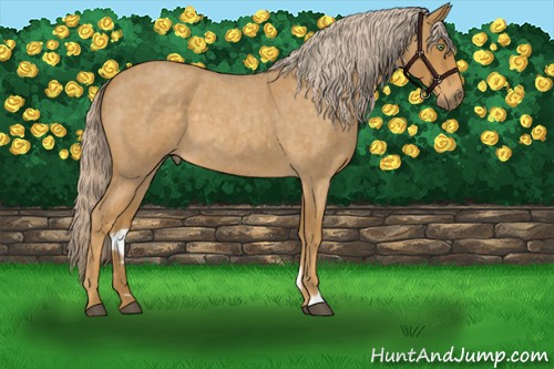 Horse Color:Palomino Roan 