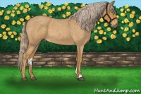 Horse Color:Palomino Roan 
