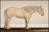 Horse Color:Palomino Roan 