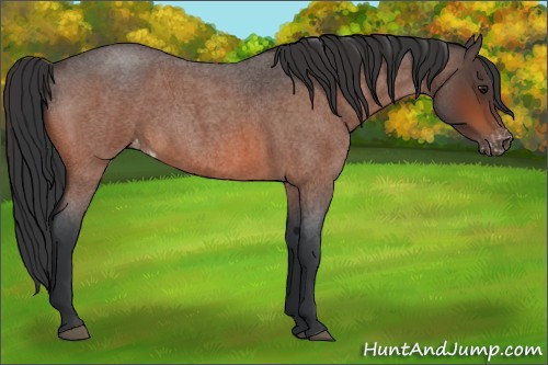 Horse Color:Brown Roan Varnish 