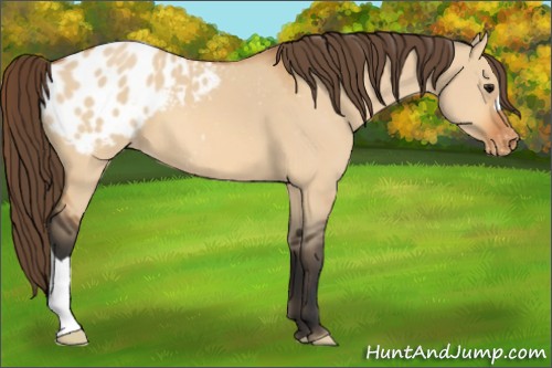 Horse Color:Bay Dun Appaloosa 