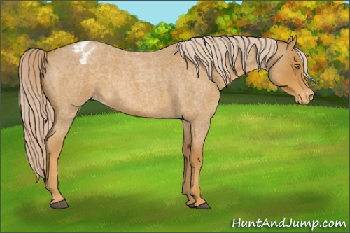 Horse Color:Palomino Roan Appaloosa