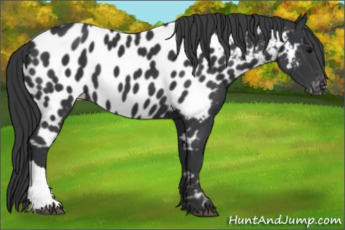 Horse Color:Black Appaloosa 