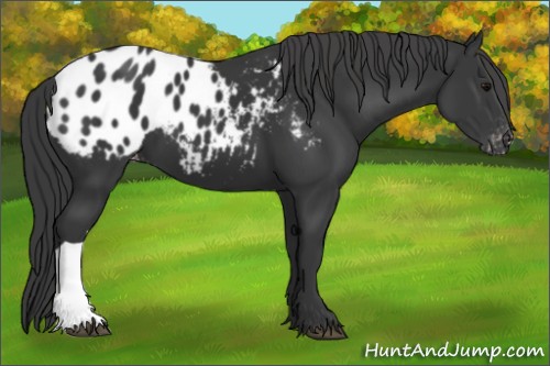 Horse Color:Black Appaloosa 