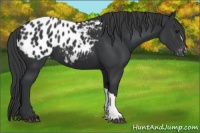 Horse Color:Black Appaloosa