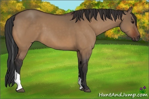 Horse Color:Bay Dun Tobiano 