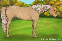 Horse Color:Palomino Roan 