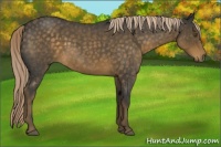 Horse Color:Chocolate Palomino Roan