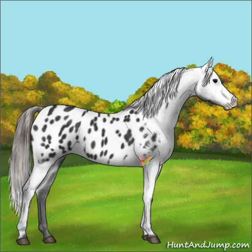 Horse Color:Black Appaloosa 