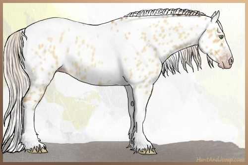 Horse Color:Gray Silver Amber Cream Champagne Roan Dun Splash Tobiano Frame Appaloosa Rabicano 