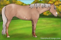 Horse Color:Silver Classic Champagne Frame 