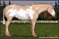 Horse Color:Silver Amber Champagne Frame 