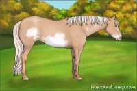 Horse Color:Silver Amber Champagne Roan Frame 