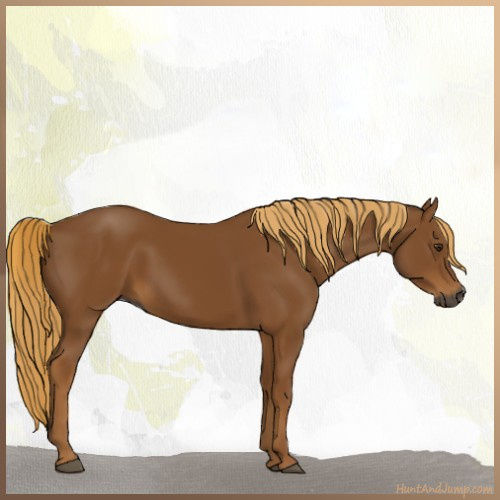 Horse Color:Gray Chestnut 