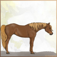 Horse Color:Gray Chestnut 