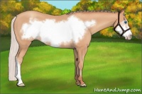 Horse Color:Silver Amber Champagne Frame 