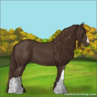 Horse Color:Liver Chestnut 