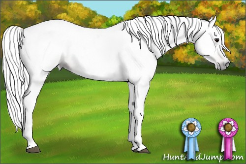 Horse Color:Gray Bay Dun 