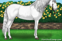 Horse Color:Gray Chestnut 