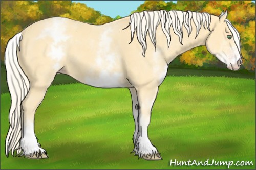 Horse Color:White Spotted Gold Cream Champagne 