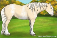 Horse Color:White Spotted Gold Cream Champagne 