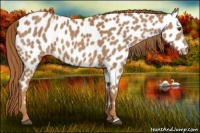 Horse Color:Chestnut Appaloosa 