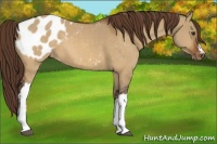 Horse Color:Buckskin Dun Appaloosa 