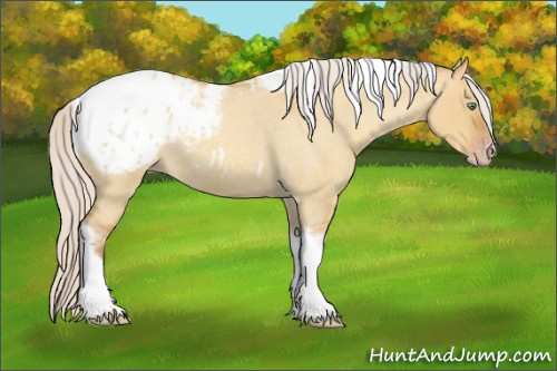 Horse Color:Gray Silver Amber Cream Champagne Roan Dun Splash Tobiano Frame Appaloosa Rabicano 