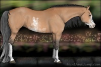 Horse Color:Bay Sabino 