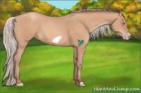 Horse Color:Silver Amber Champagne Frame 