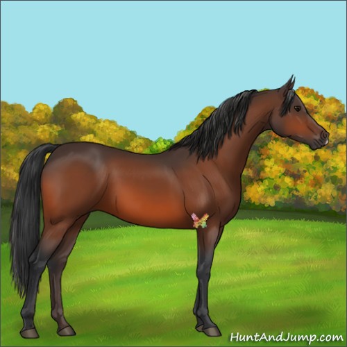 Horse Color:Bay 