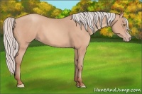 Horse Color:Silver Amber Champagne Frame
