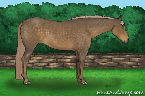 Horse Color:Chocolate Palomino Roan 