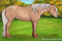 Horse Color:Silver Sable Champagne Frame 