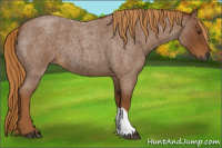 Horse Color:Gray Red Roan 