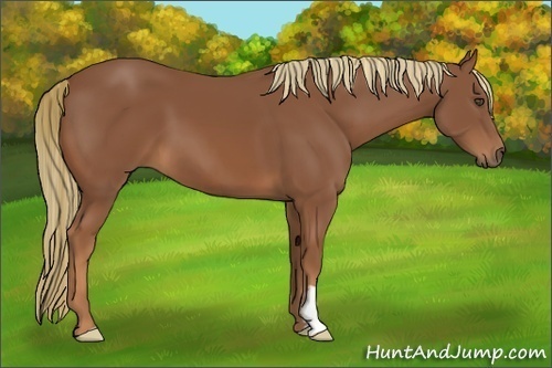 Horse Color:Chestnut Frame