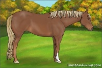 Horse Color:Chestnut Frame 