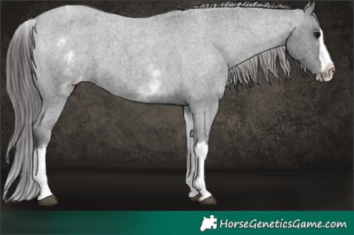 Horse Color:Platinum White Spotted Blue Roan Splash Varnish Rabicano 