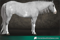 Horse Color:Platinum White Spotted Blue Roan Splash Varnish Rabicano 