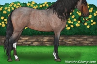 Horse Color:Bay Roan 